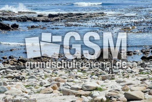 Strauss (7 von 11).jpg